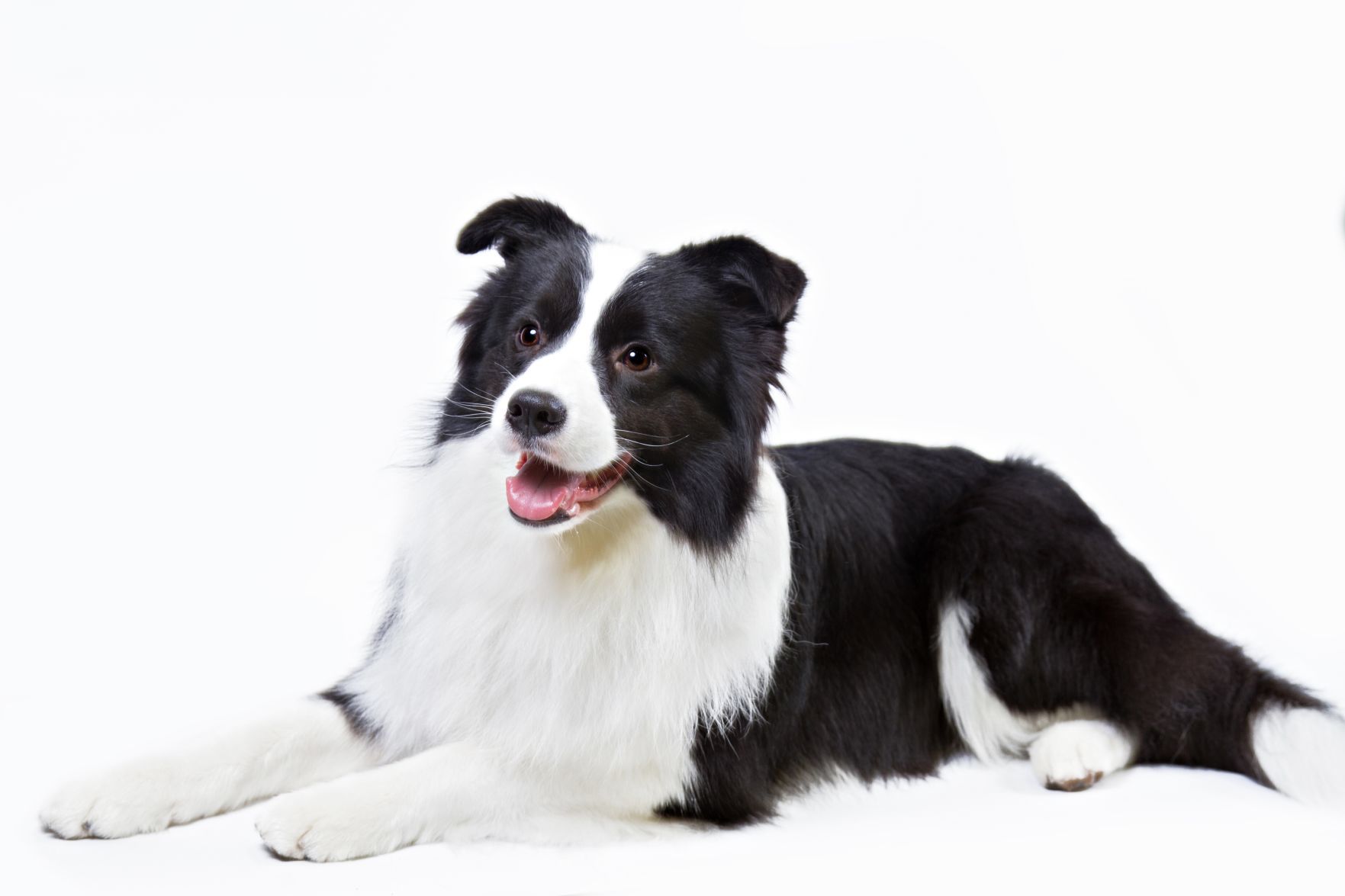 Border collie